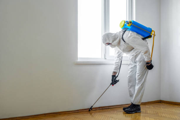 Best Flea Control Services  in Madison Heights, VA