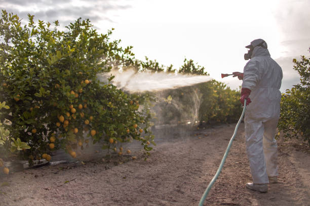 Reliable Madison Heights, VA Pest Control Solutions