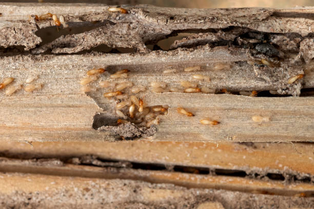 Best Commercial Pest Control Services  in Madison Heights, VA