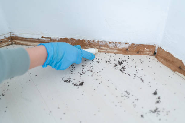 Best Mosquito Control Services  in Madison Heights, VA